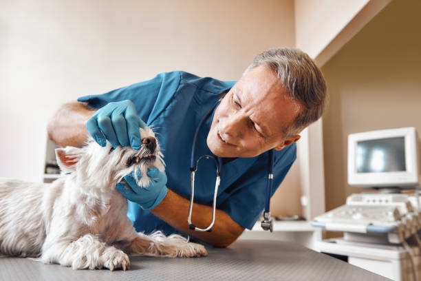 Best Emergency Dentist for Special Needs Patients in Astatula, FL